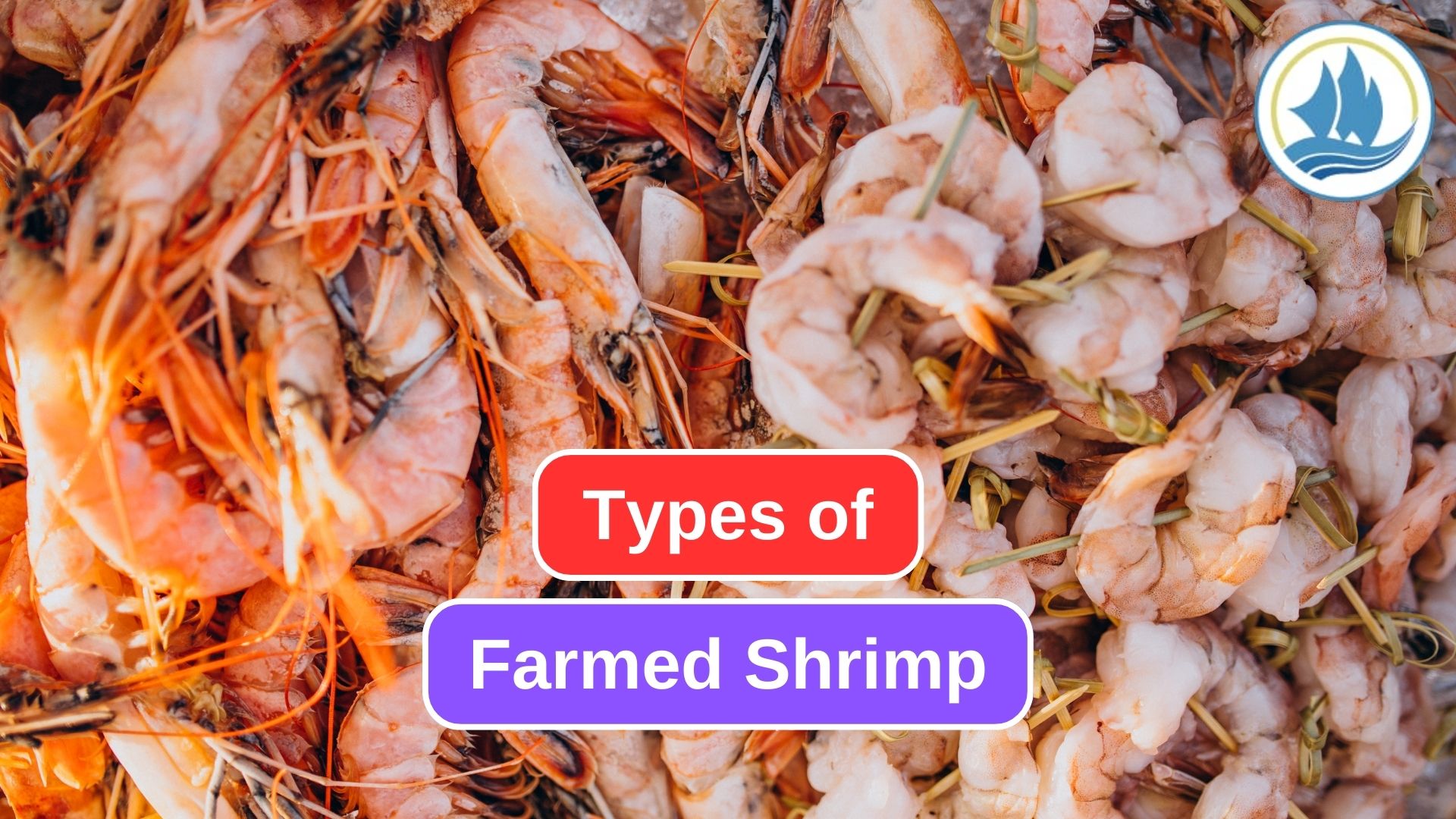 8 Types of Farmed Shrimp for the Aquaculture Industry